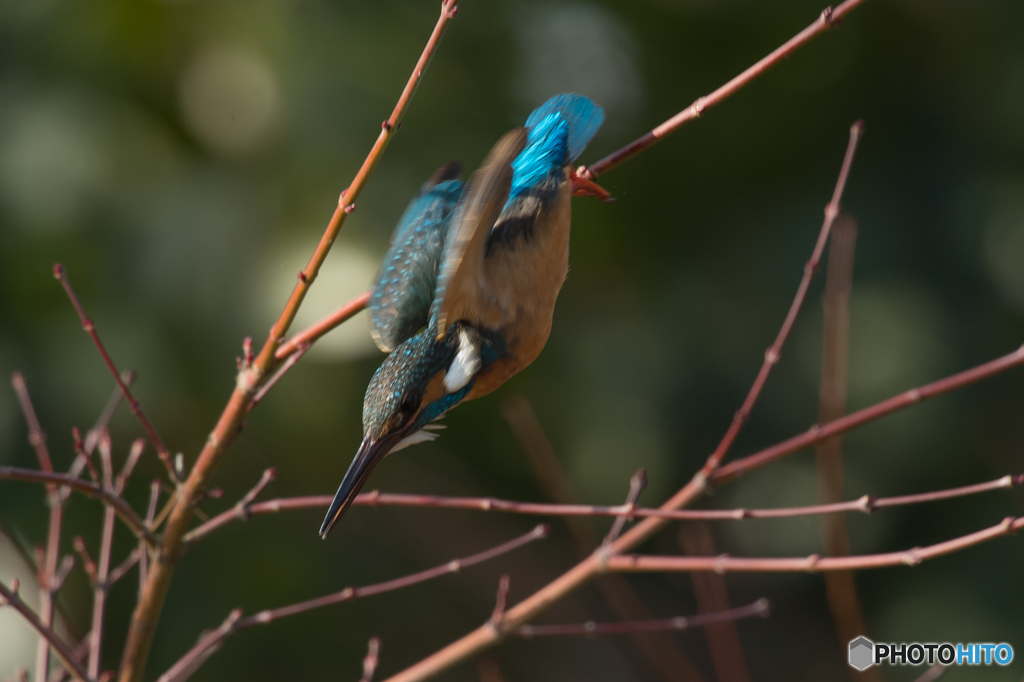 翡翠日和（２）