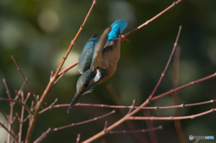 翡翠日和（２）