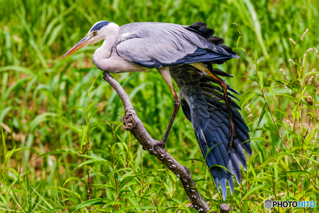 いつもの公園「夏見鳥」