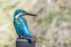 いつもの公園「ピーカン」（カワセミ）