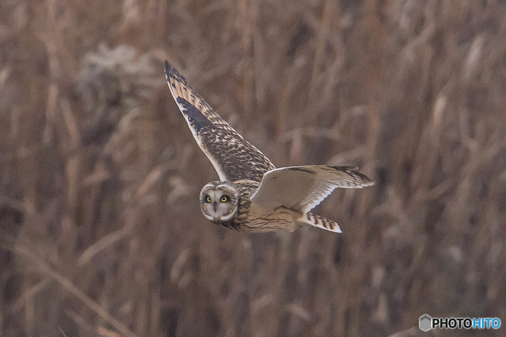冬野人悠々（３）