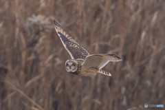 冬野人悠々（３）