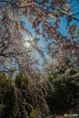 頼母子の桜（３）