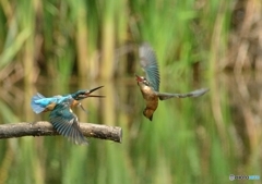 いつもの公園「カワセミ恋の鞘当て」（４）