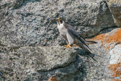 風を食む（１）