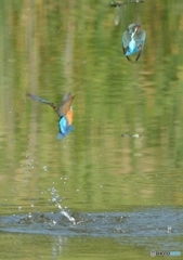 いつもの公園「カワセミ恋の鞘当」（１２）