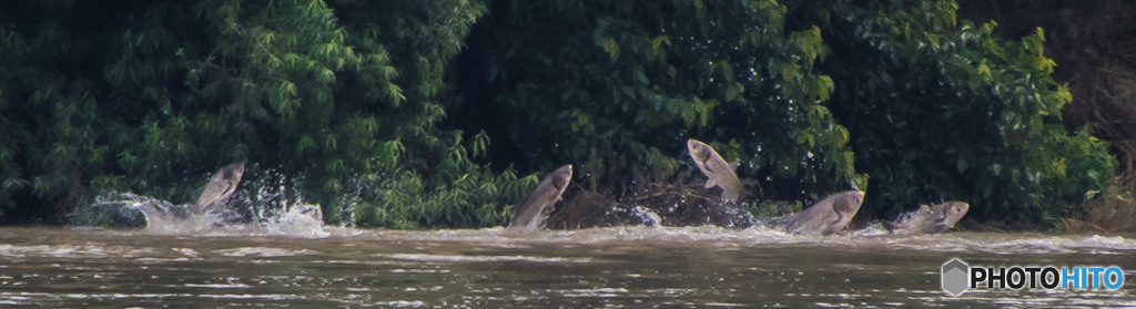 乱舞（ハクレン）（４）