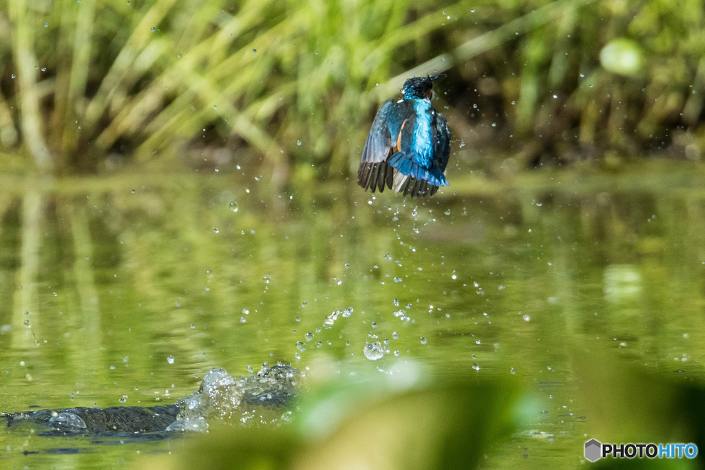 いつもの公園「カワセミの頃」（２）