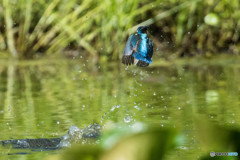 いつもの公園「カワセミの頃」（２）