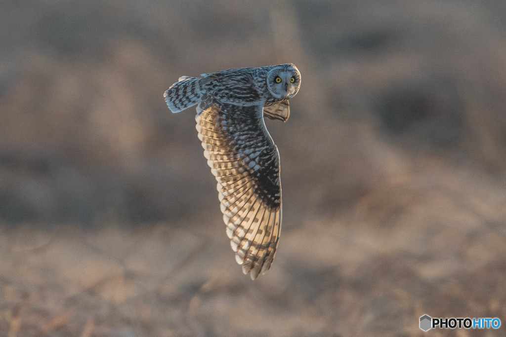 予期せぬ登場、冬野人見てます。三連写（コミミズク）（１）