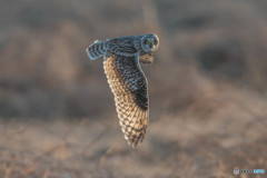 予期せぬ登場、冬野人見てます。三連写（コミミズク）（１）