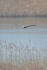 春風に乗って（チュウヒ）（２）