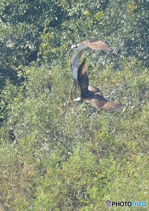 ミサゴ来る（１１）「ランデブー」