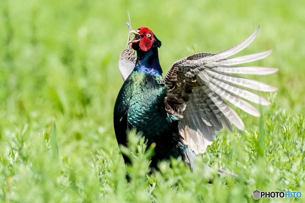 新草の鳥