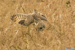 冬野人悠々「狩り」（コミミズク）（３）
