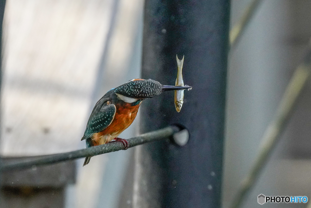 いつもの公園「魚喰う鳥」（２）