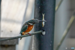 いつもの公園「魚喰う鳥」（２）