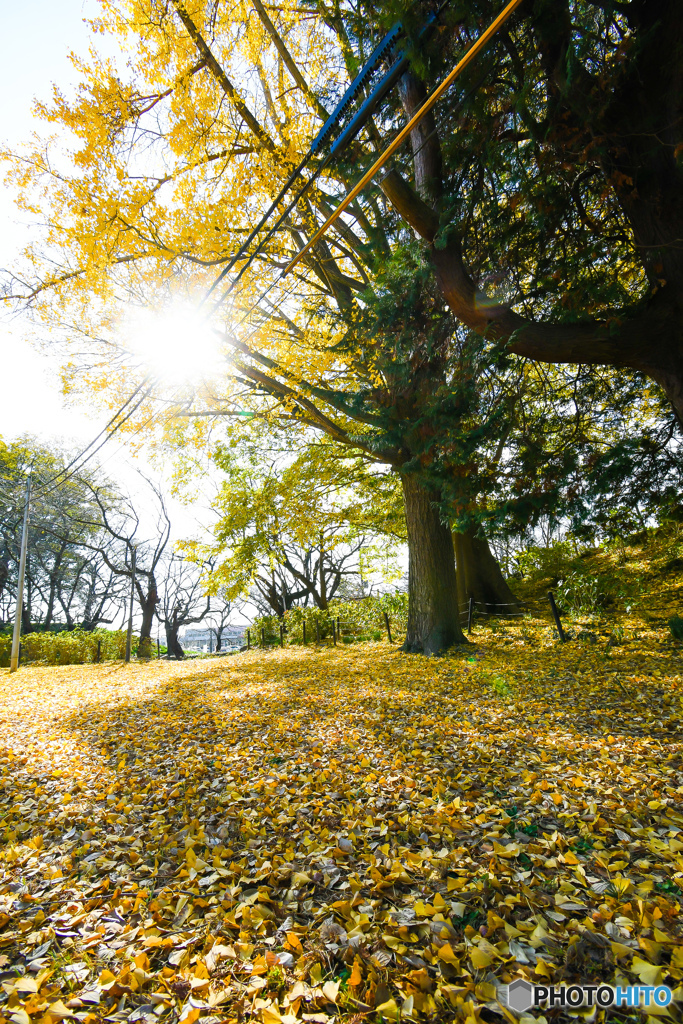 いつもの公園「落葉好日」