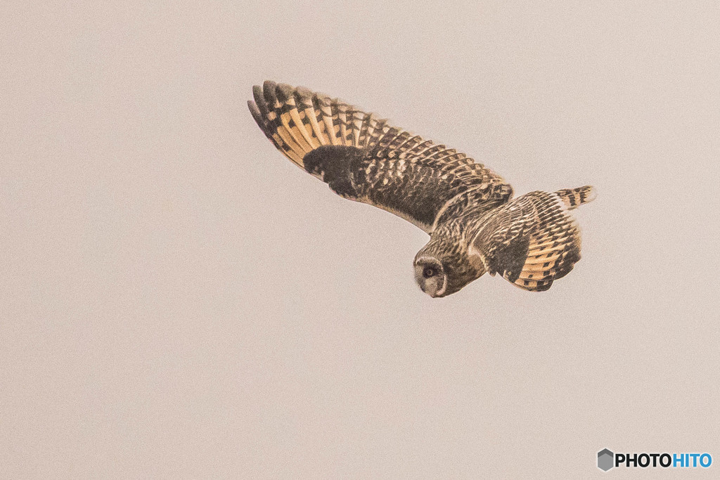 冬野人「雪が降る前に」（コミミズク）（4）