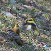 いつもの公園　カワラヒワ三景（１）