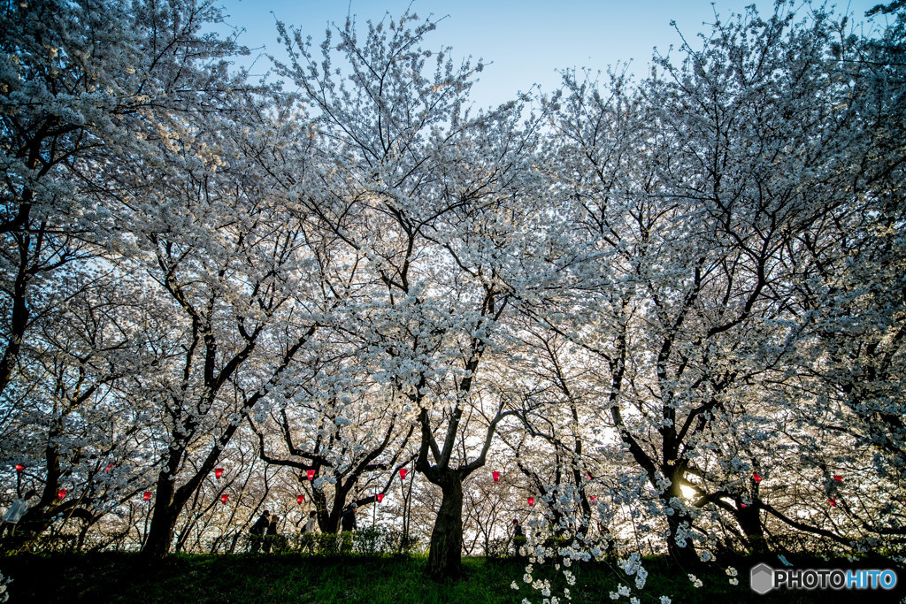 sakura満開（１）