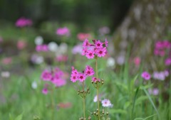 森の妖精　クリンソウ　６－１「妖精の森」