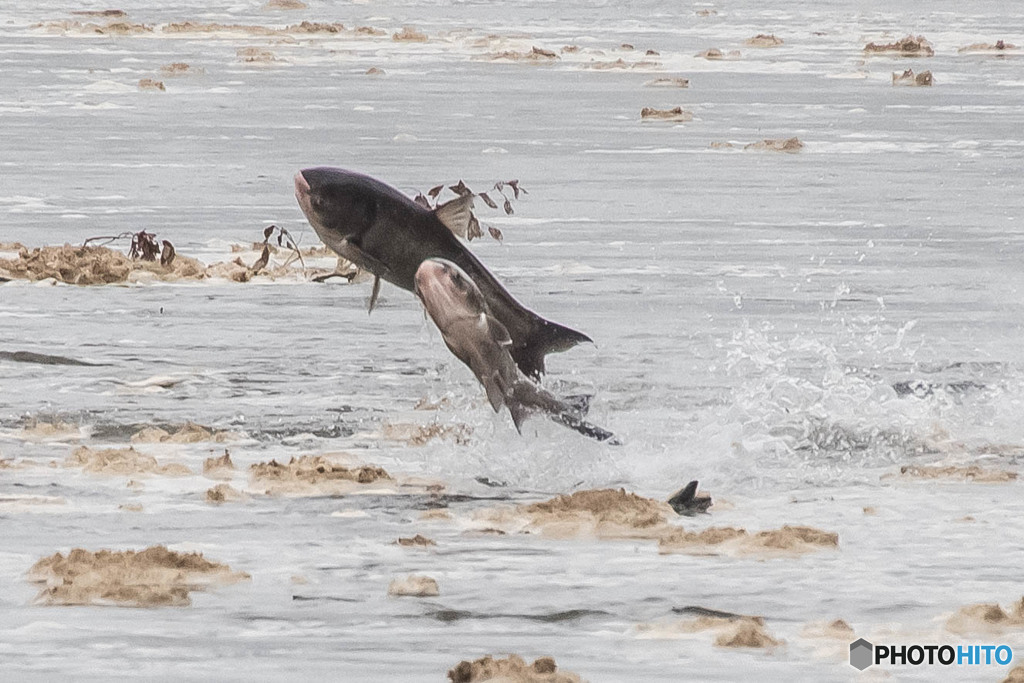 ハクレンの頃（３）