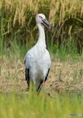 大至急「コウノトリ現れる」（４）「追伸足輪」
