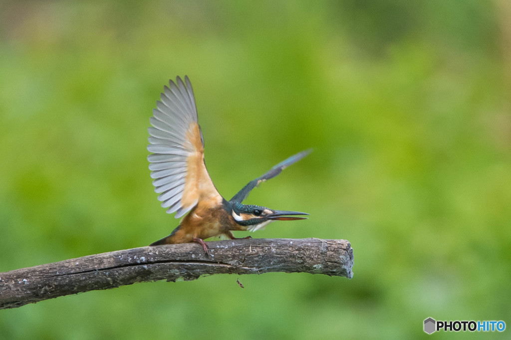 いつもの公園「残夏」（カワセミ）（１）