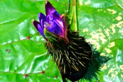 ホテイアオイの夏　６－６「鬼」