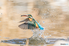 いつもの公園「春飛」
