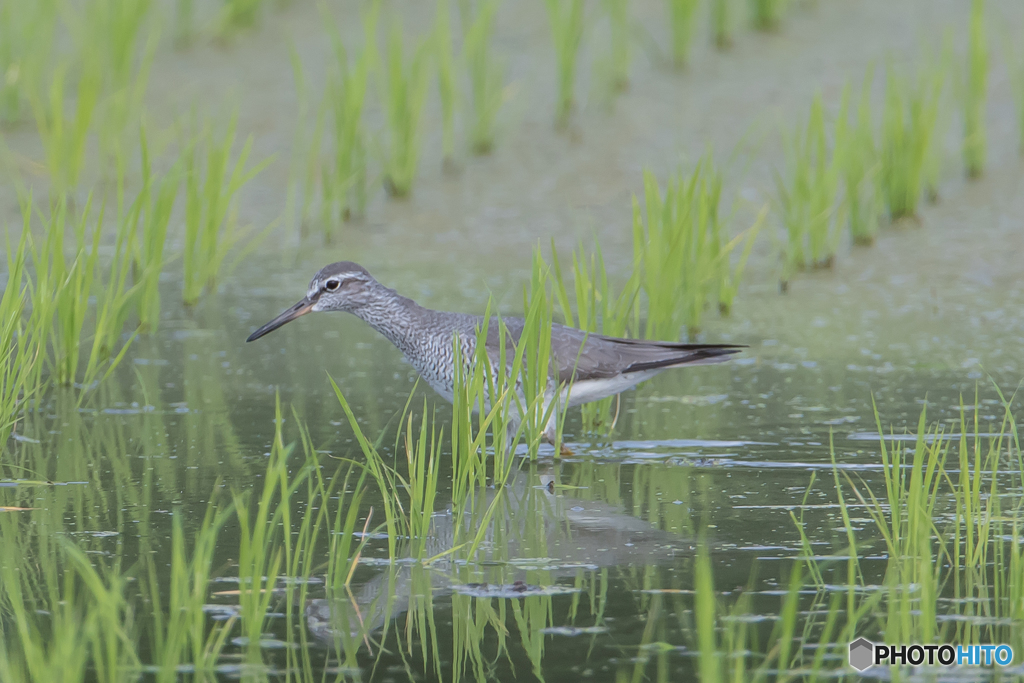 いつもの公園「キアシシギ」（１）
