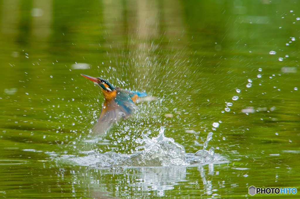 いつもの公園「カワセミ日記（２5）」