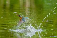 いつもの公園「カワセミ日記（２5）」