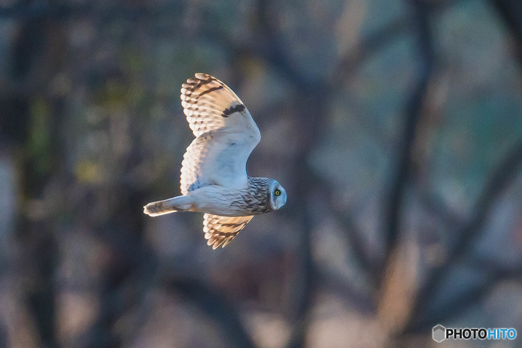 冬野人(コミミズク）（２）