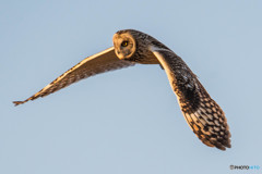 コミミズク遊飛（コミミズク）（３）