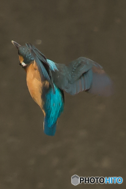 いつもの公園　カワセミ三景（３）