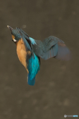 いつもの公園　カワセミ三景（３）