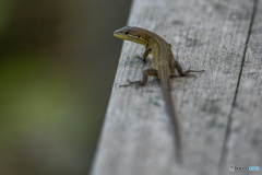 いつもの公園「ドラゴン」