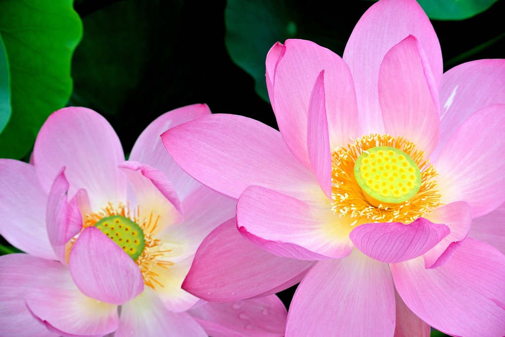 古代ハスの里にて６－３「透けるように」