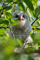 フクロウ（１）「幼鳥」