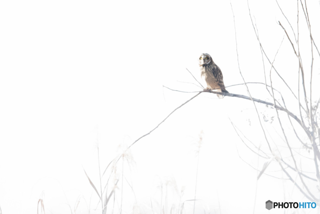 冬野人、白の頃（コミミズク）