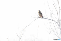 冬野人、白の頃（コミミズク）