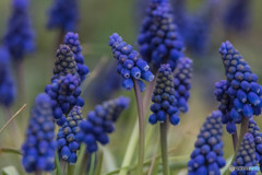 いつもの公園「早春華「ムスカリ」」