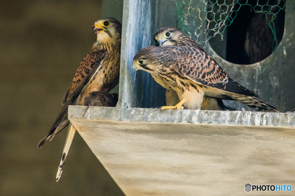 巣立ち促す時「頂戴よ」（チョウゲンボウ）（６）