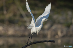 いつもの公園「コサギ飛来」(2) いつもの公園「コサギ飛来」(2)