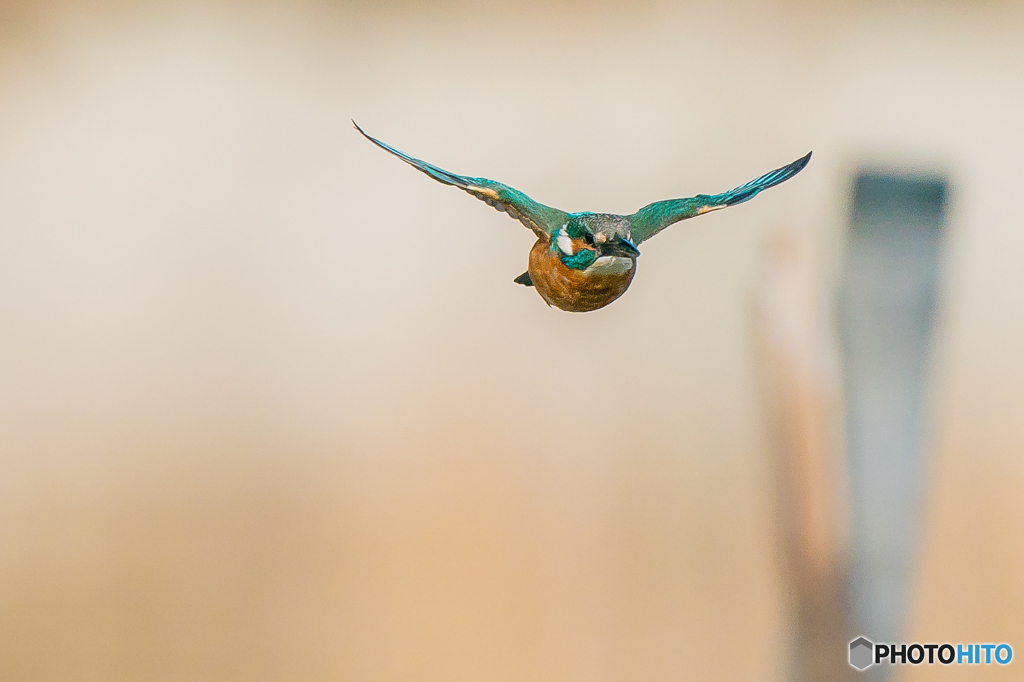 いつもの公園「やって来る」（１）