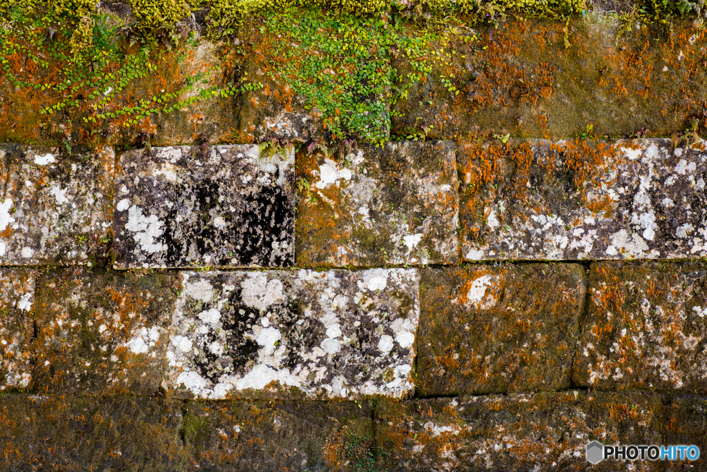 知覧点描「屋敷垣」