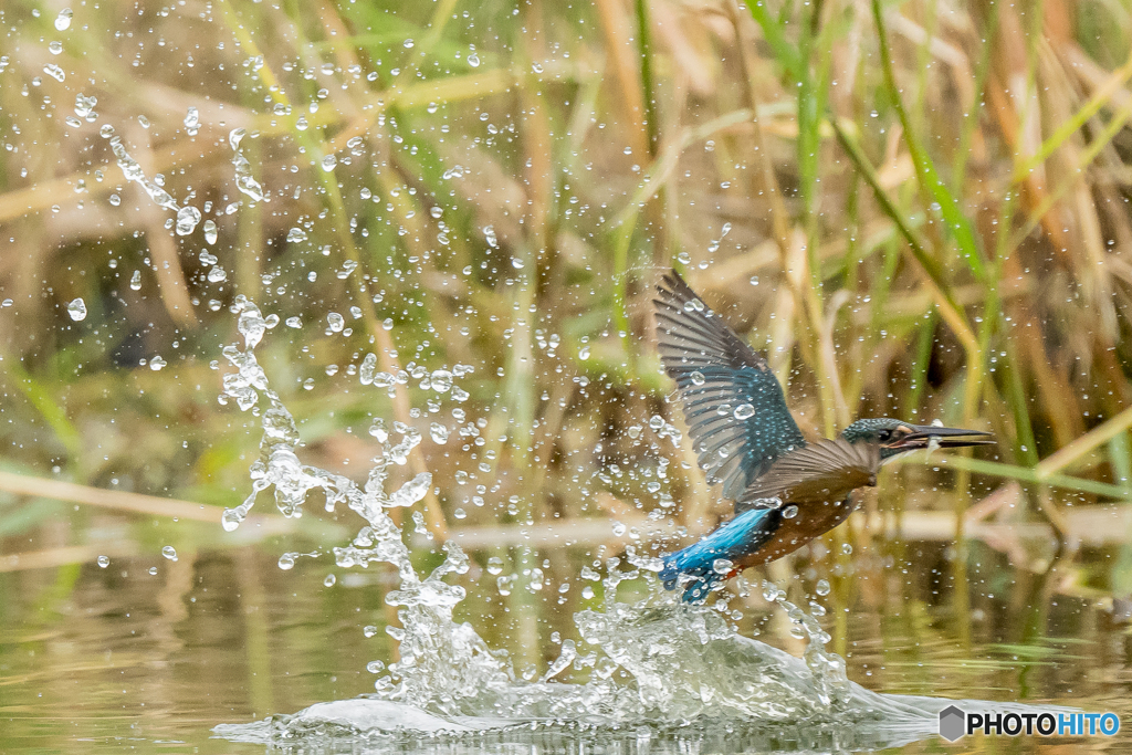 いつもの公園「蹴水」