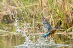 いつもの公園「蹴水」